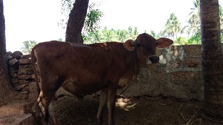 vasdi વેચવાની