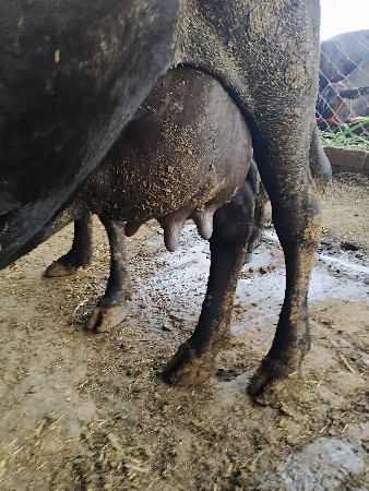 hf ગાય 3 જૂ વેતર છે