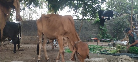 ત્રણ વાસળી દેવાની છે