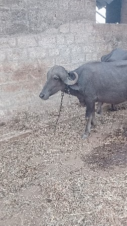 tali kadali vacha vani sa
