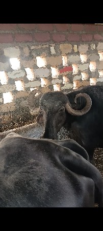 6 મહિના નો ગાભ