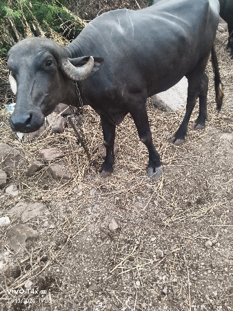 3 વર્ષ ની ખડેલી