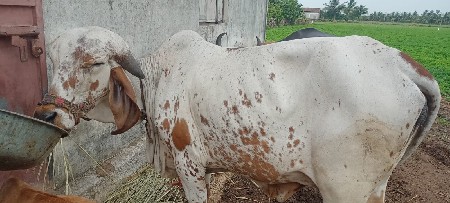 હોડકી વેસવાની સે