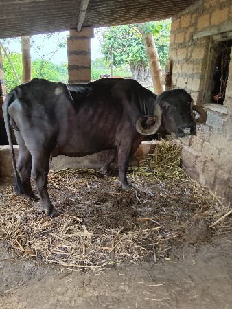 ભેસ જાફરાબાદિ વેચવાની. છે