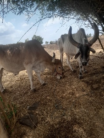 बलद7489019380
