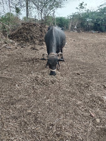 ચોથું વેતર છે