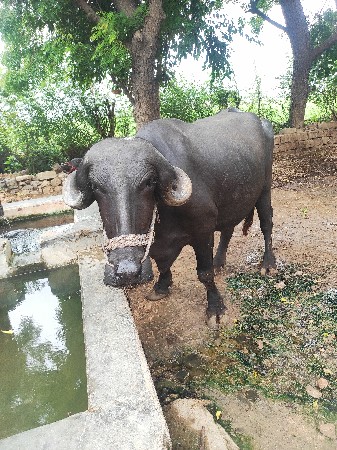 bhesh vechavani se