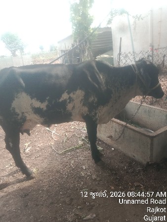 જરસી ગાય વેસવાની સે