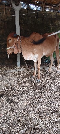 વેસવાની સે