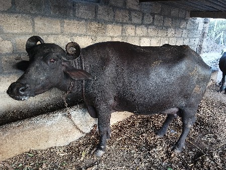 ભેસ વેચવાની છે