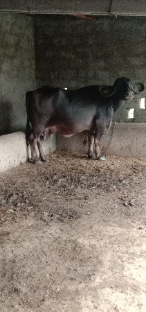 ભેંસ વેચવાની છે