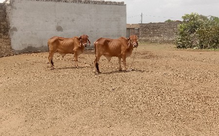 chalo Junagarh passion Taluka Road