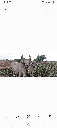 આ બળદ વેચવા ના છે