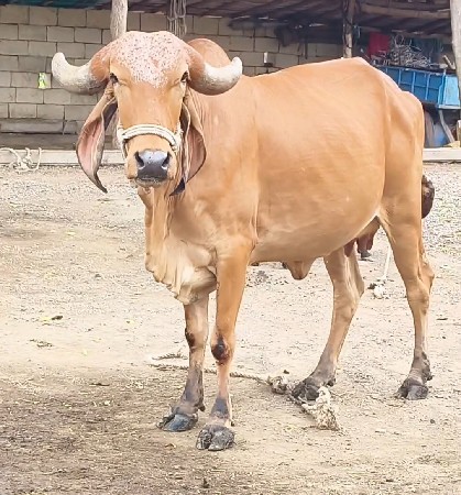 પેલુ વેતર હોડકી વેચવાની છે