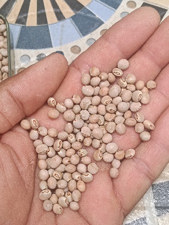 તુવેર નું બિયારણ વેચવા નું છે