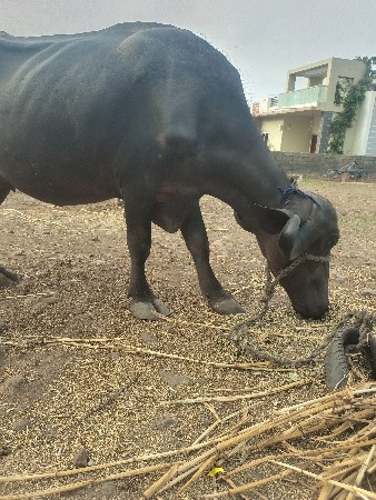 ખડેલી