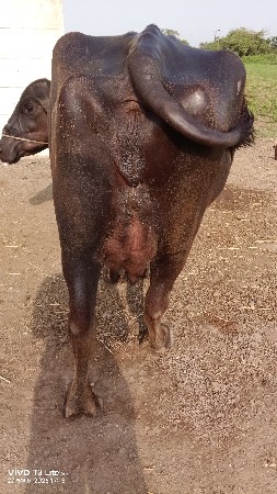 ભેંશ વેચવાની છે