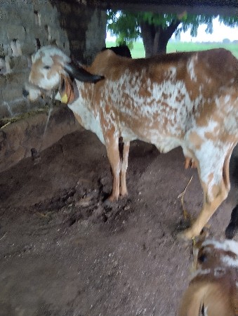 કાબરી ગીર ગાય વેચવાની છે