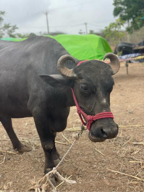 ભેંસ વેચવાની છે