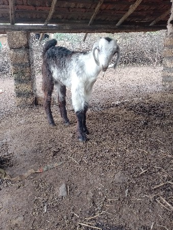 બકરા ગોલવાડી વેચવાના છે
