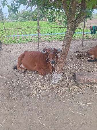 માળીયાહાટીના