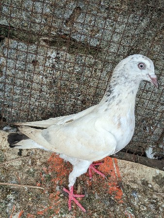 માંગરોળ ખડલા ફાટક