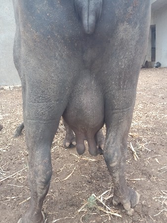 ભેંસ