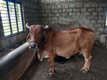બેજુ વેતાર