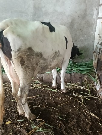 જર્સી ગાય વેચવાની છે