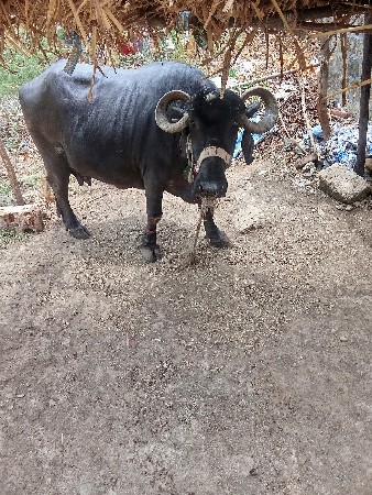 ભેંશ