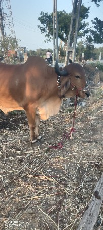 અમરેલી જિલ્લો