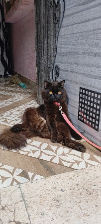Bleck Cat  che