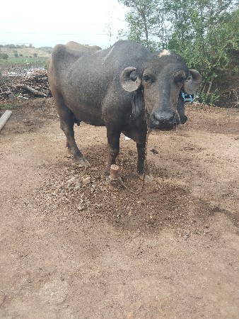 વેચવાની છે ભેંસ