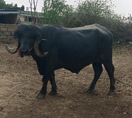 પાડો વેચવાનો છે