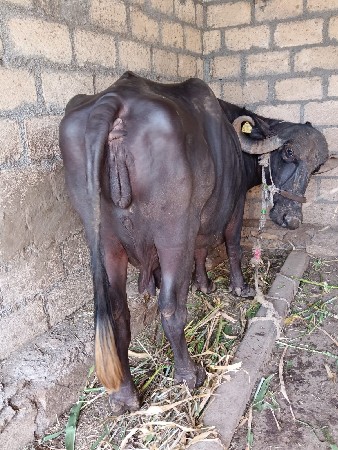 ભેંશ વેચવાની છે
