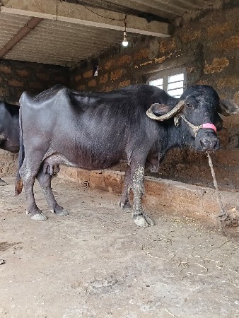 ભેંસ વેચવાની છે
