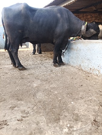 ભેંસ