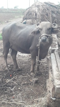 ખડેલી વેચવાની છે