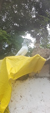 કબુતર બાજરા વેચવાના