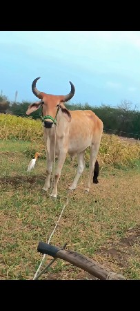 આ ગોઢલા વેચવાના છે