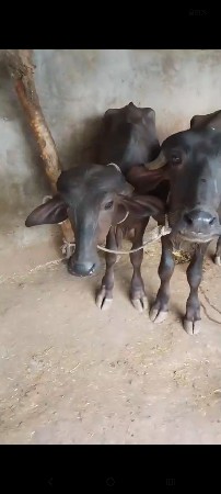 4. પાડયુ વેશવાની