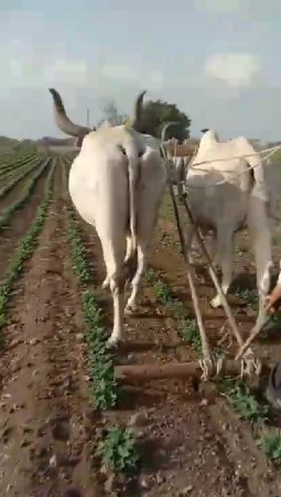 બળદ 3 ધરના વેચવા ના છે