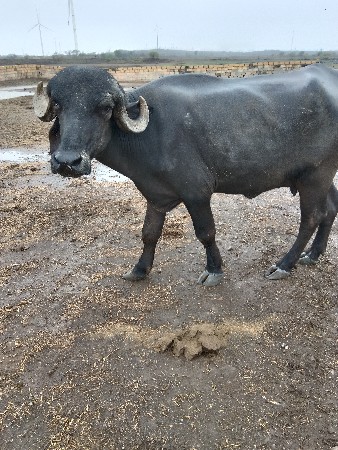 ખડેલુ