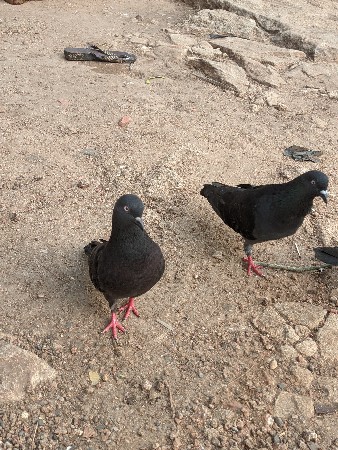 માંગરોળ કોટડા ફાટક
