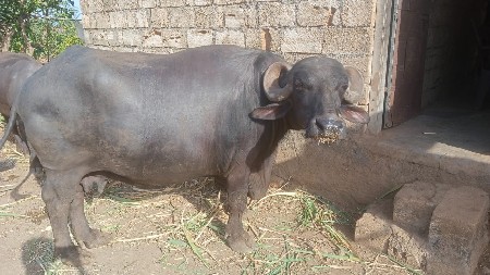 ભેંસ વેચવાની છે 3 જુ વેતર સે