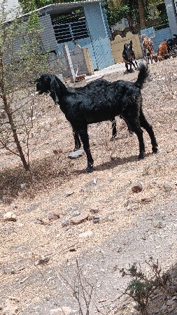 દેશી કાળી કોહલી બકરી વેચવાની છે