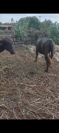 વેચવાના છે પાડા ત્રણ છે