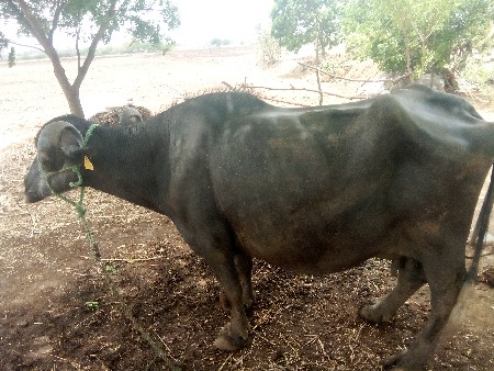 ભેંસ. વેચવાનિ. છે