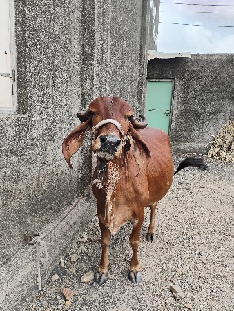 ગાય વેચવાની છે