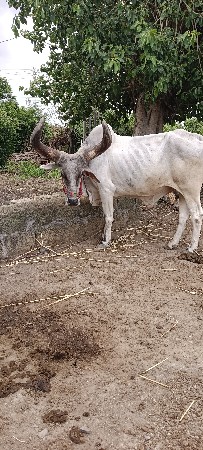બળદ વેચવાના છે